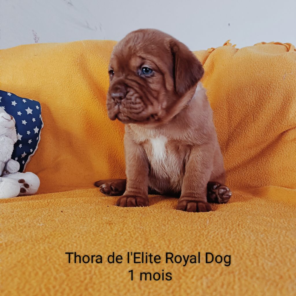 Thora De L'Elite Royal Dog