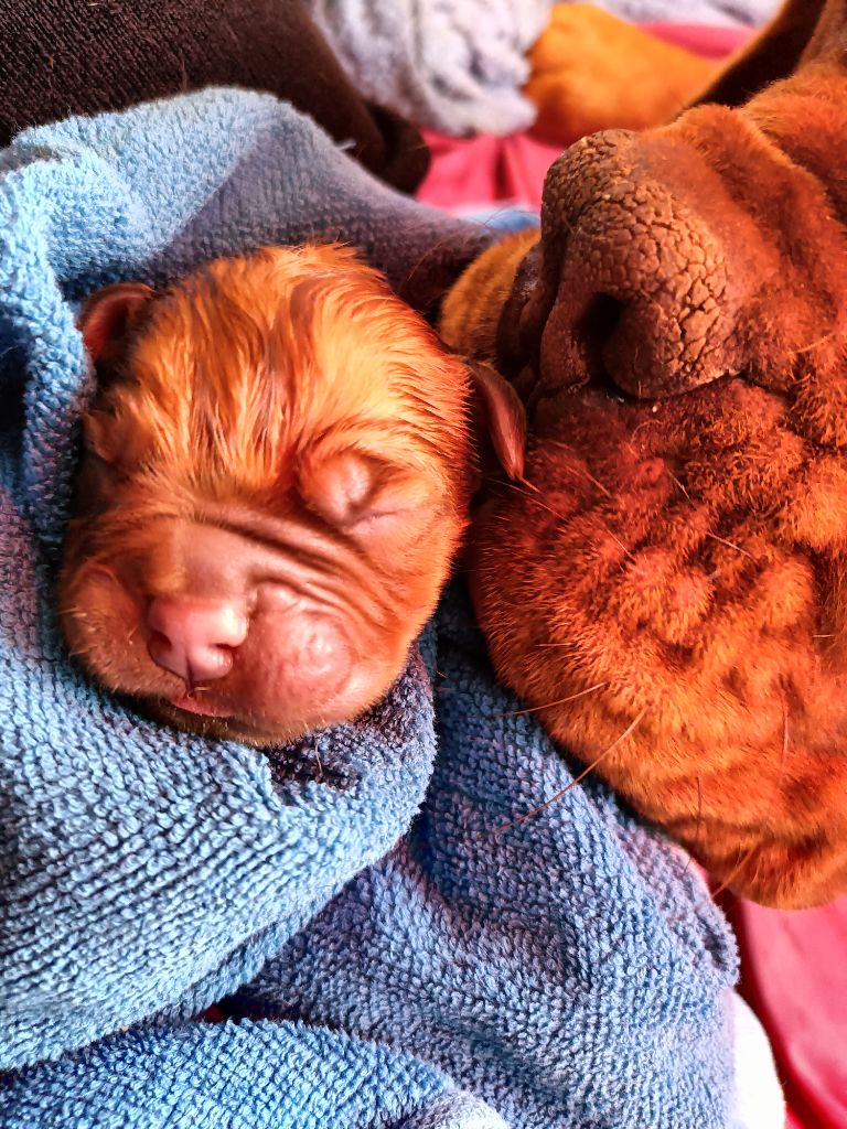 De L'Elite Royal Dog - Chiot disponible  - Dogue de Bordeaux