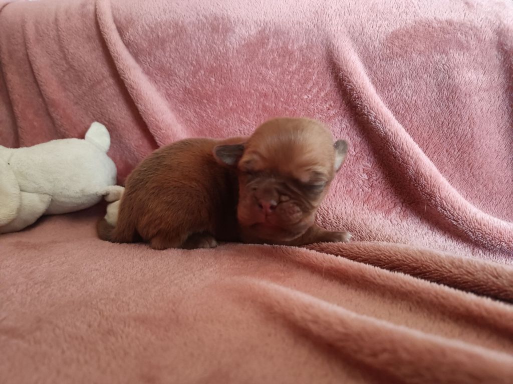 De L'Elite Royal Dog - Chiot disponible  - Dogue de Bordeaux