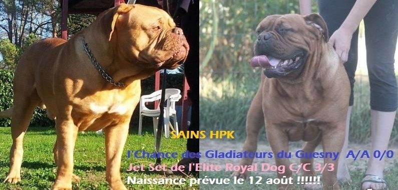 De L'Elite Royal Dog - Dogue de Bordeaux - Portée née le 14/08/2016