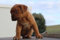 De L'Elite Royal Dog - Dogue de Bordeaux - Portée née le 06/10/2017