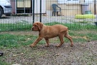 De L'Elite Royal Dog - Dogue de Bordeaux - Portée née le 09/08/2017