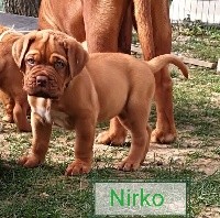 Nirko 
