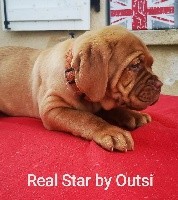 REAL STAR By Outsi 