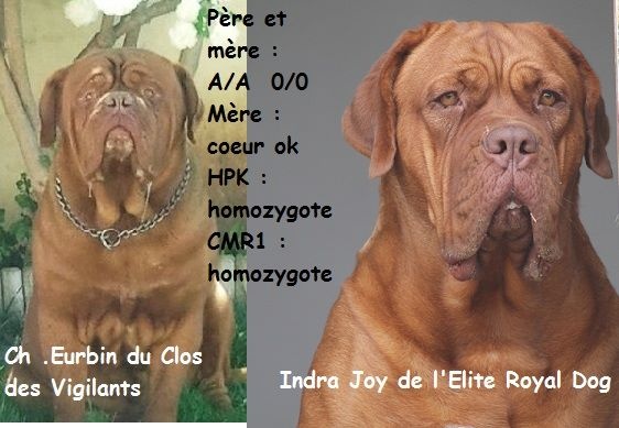 De L'Elite Royal Dog - Dogue de Bordeaux - Portée née le 22/11/2014