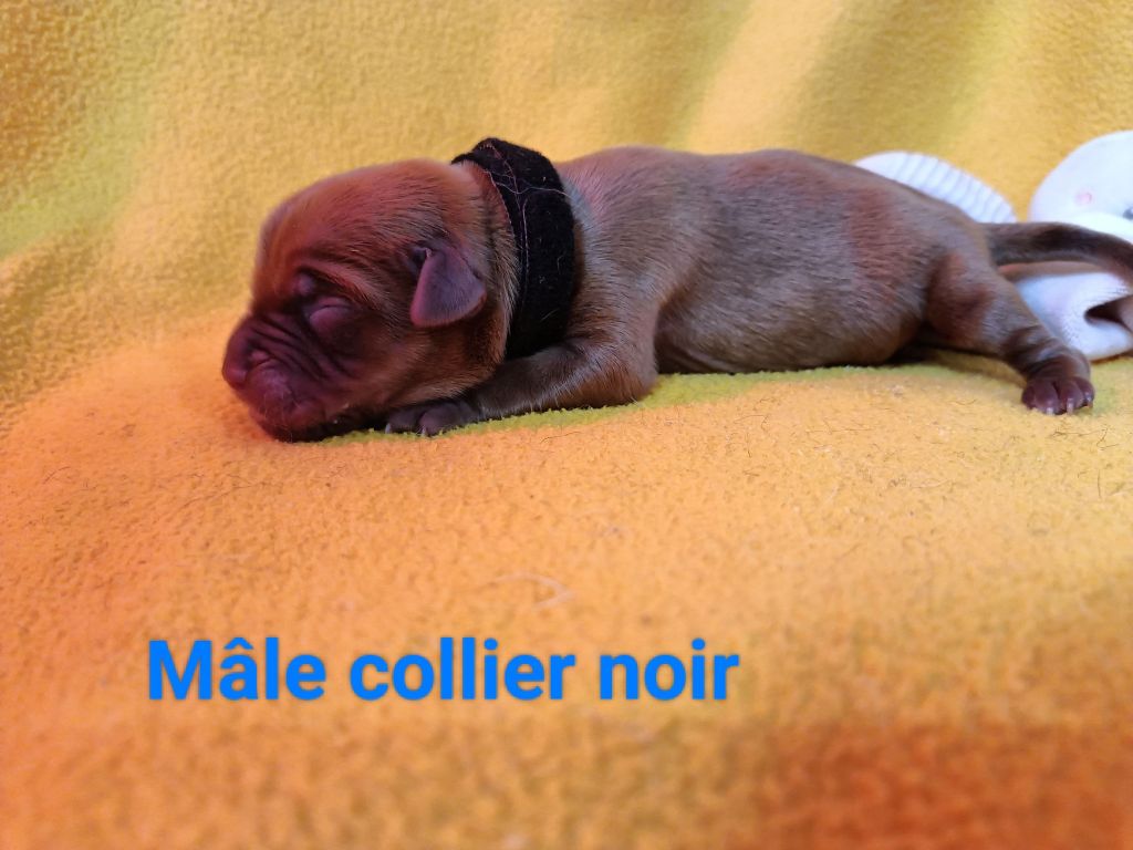 De L'Elite Royal Dog - Chiot disponible  - Dogue de Bordeaux