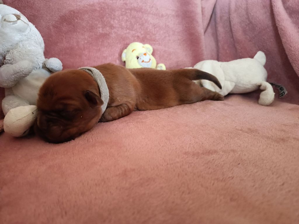 De L'Elite Royal Dog - Chiot disponible  - Dogue de Bordeaux