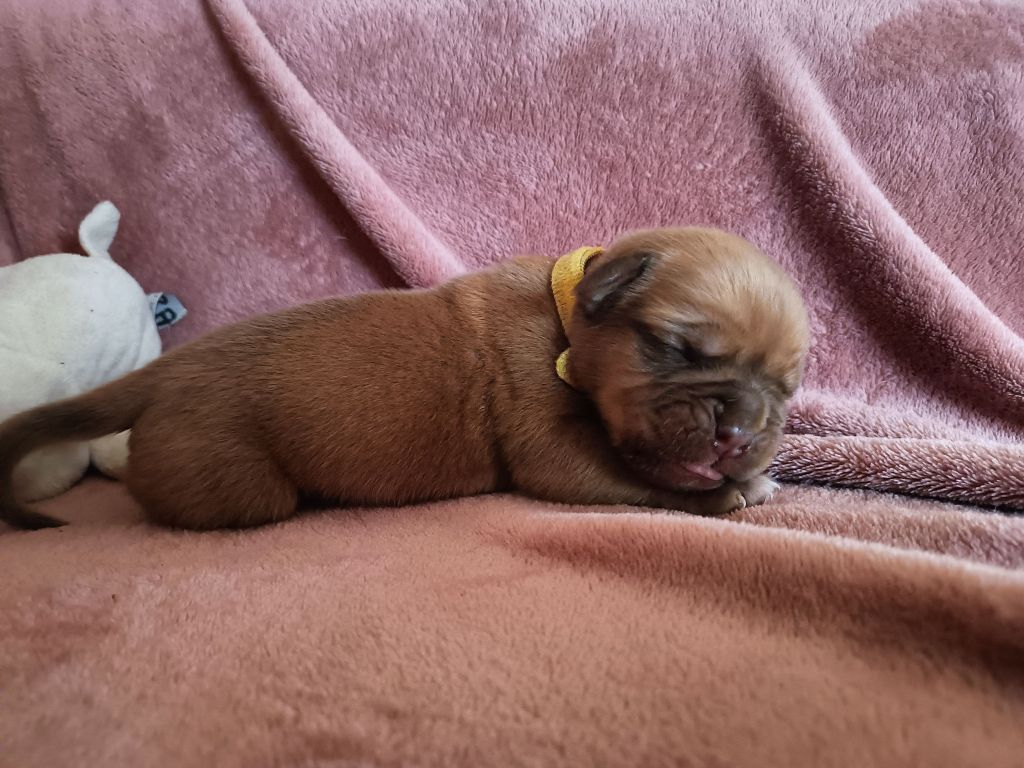 De L'Elite Royal Dog - Chiot disponible  - Dogue de Bordeaux