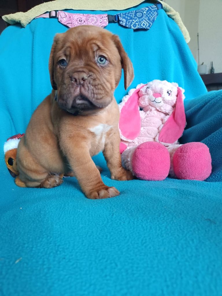 Agapé De L'Elite Royal Dog