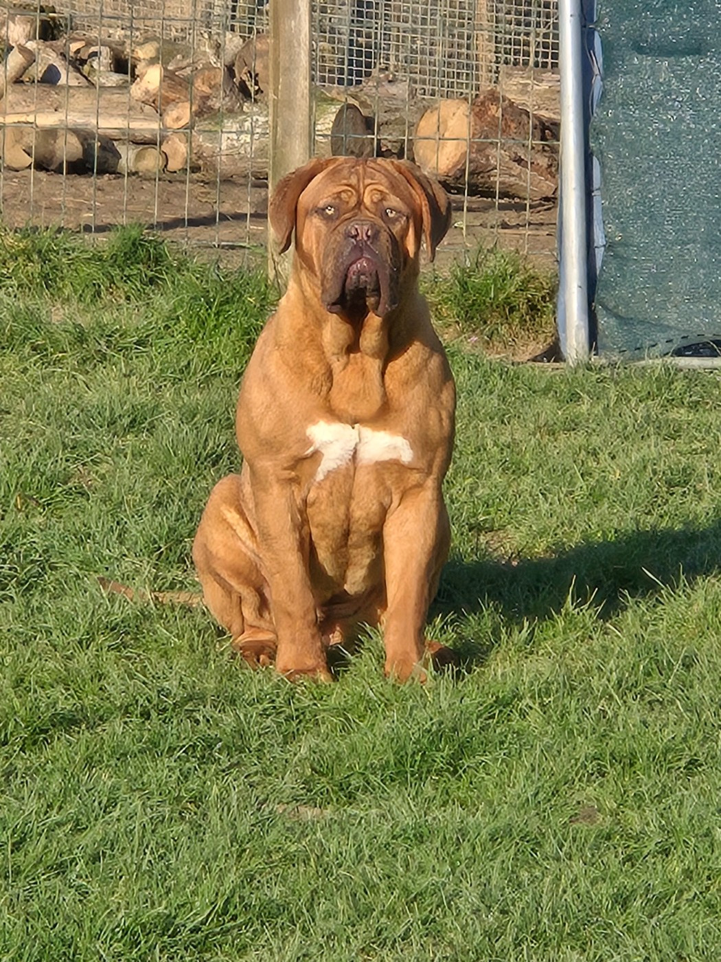 Apache De L'Elite Royal Dog
