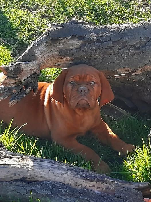 Adishatz De L'Elite Royal Dog