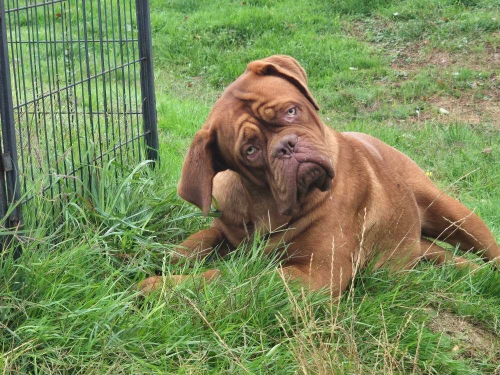 Vita-de-maraval (Sans Affixe)