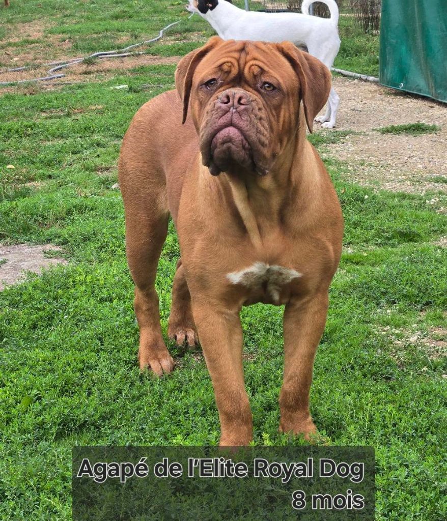 Agapé De L'Elite Royal Dog