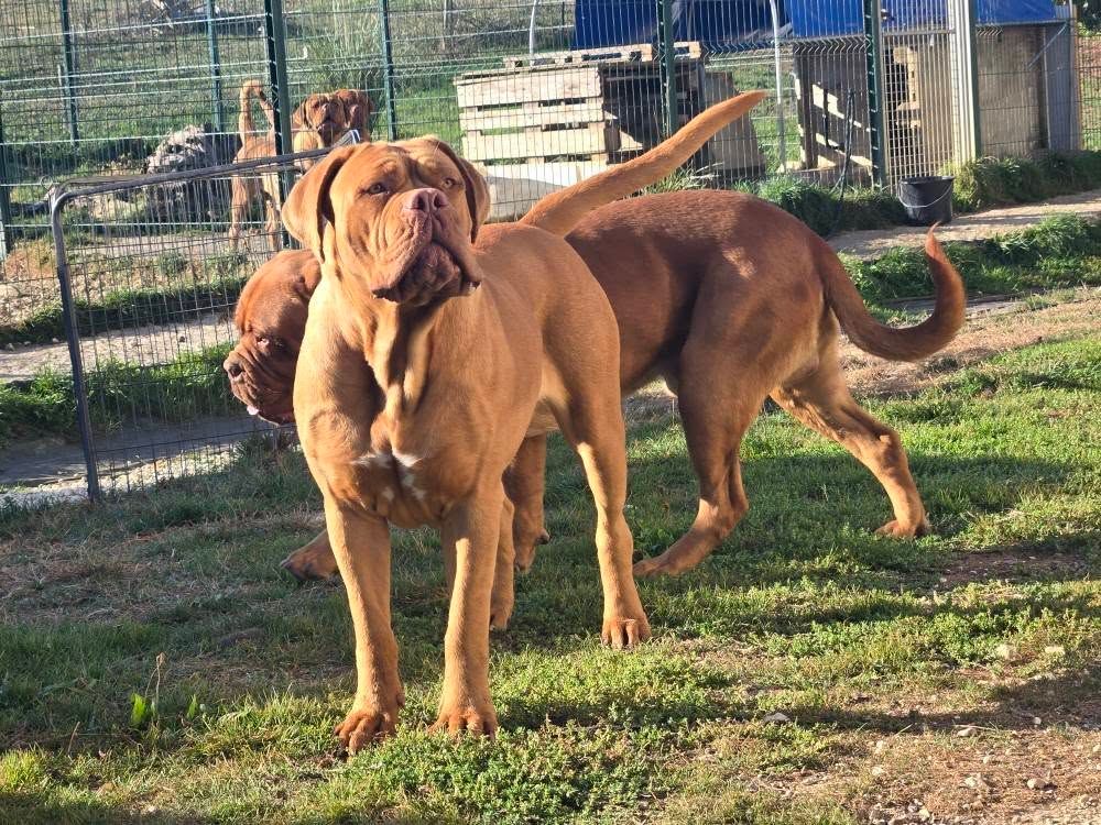 Vanina Des Dogues Du Cancaïllau