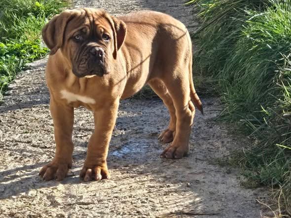 Apache De L'Elite Royal Dog