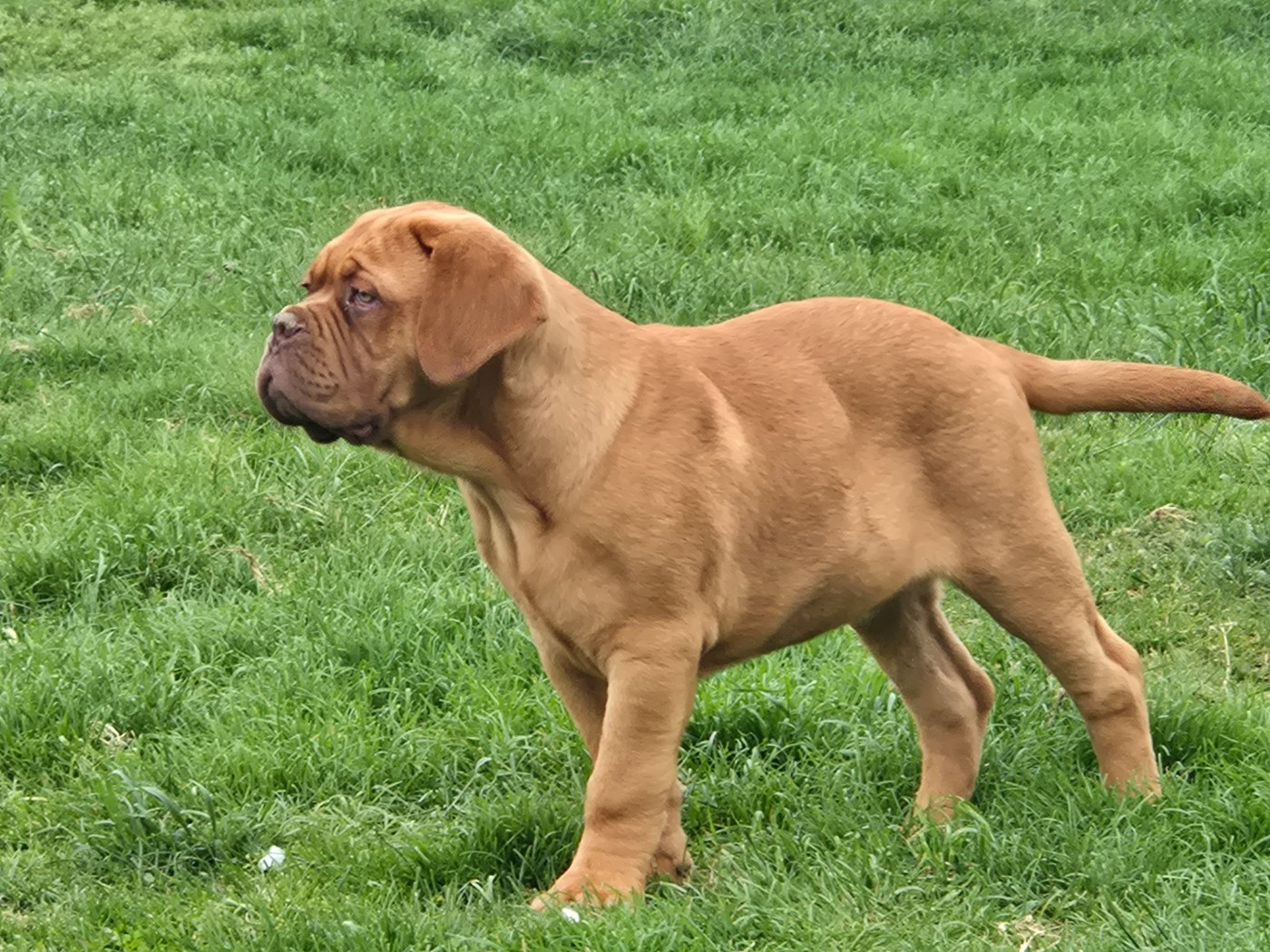 Big Boss De L'Elite Royal Dog