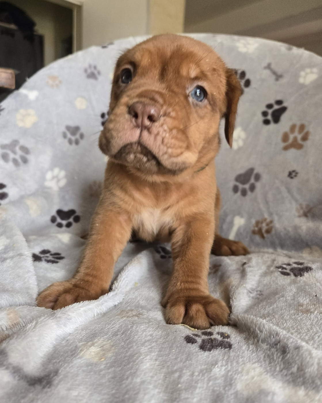 Best Of de l'Elite Royal Dog 