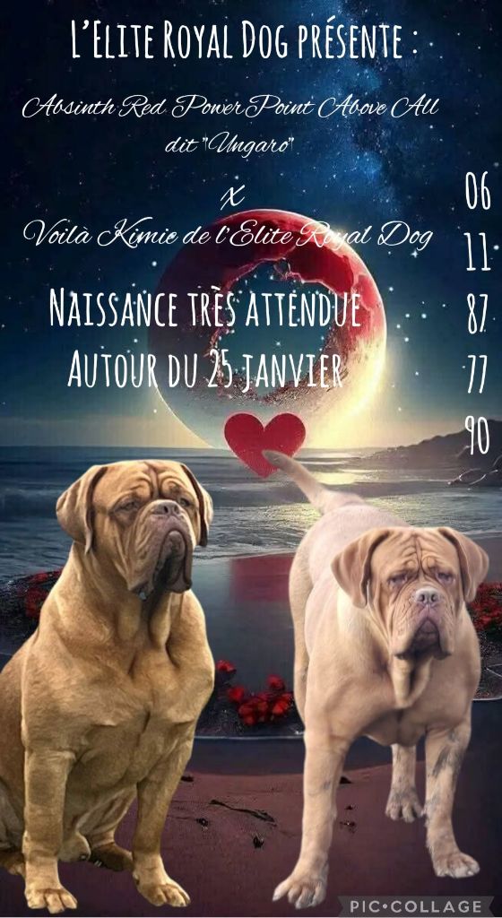 Naissance d'élites pour Janvier 2026 !