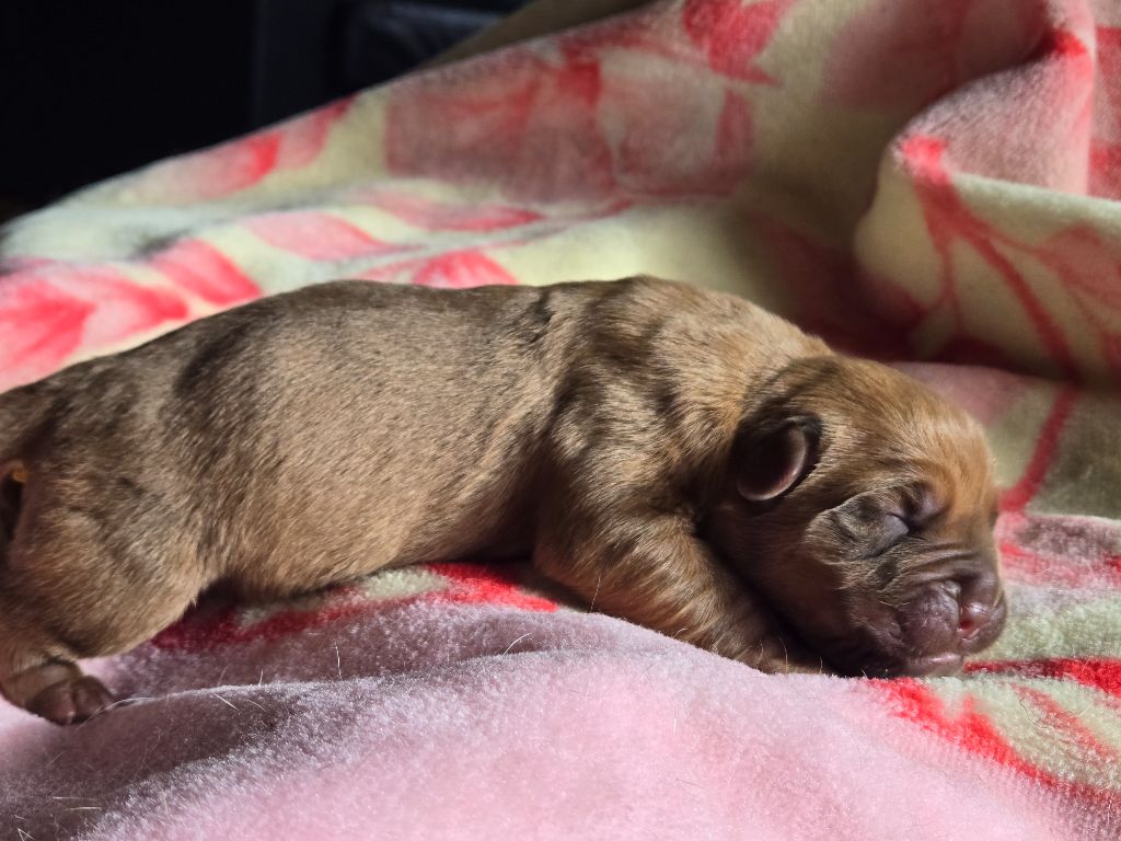 De L'Elite Royal Dog - Chiots disponibles - Dogue de Bordeaux