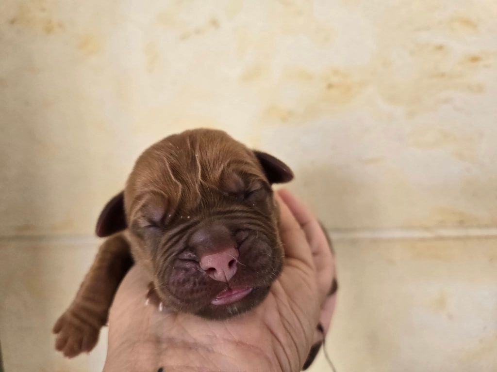 De L'Elite Royal Dog - Chiots disponibles - Dogue de Bordeaux