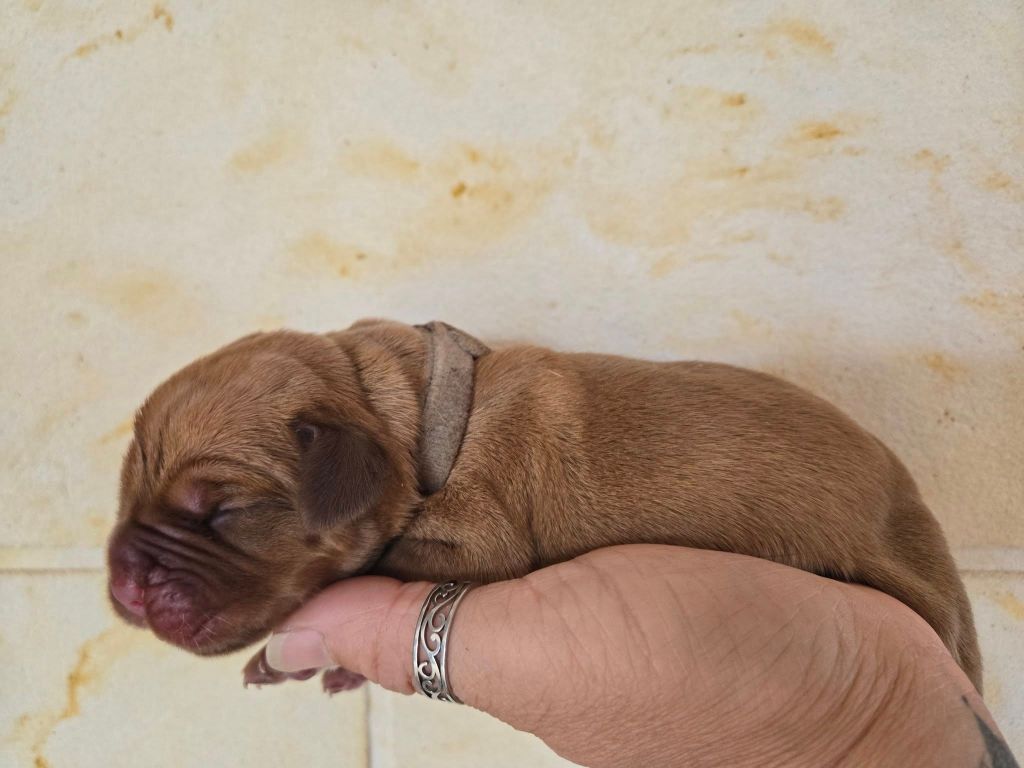 De L'Elite Royal Dog - Chiots disponibles - Dogue de Bordeaux