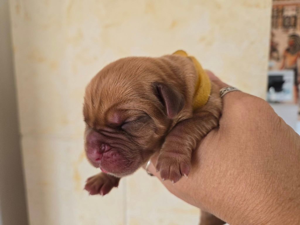 De L'Elite Royal Dog - Chiots disponibles - Dogue de Bordeaux
