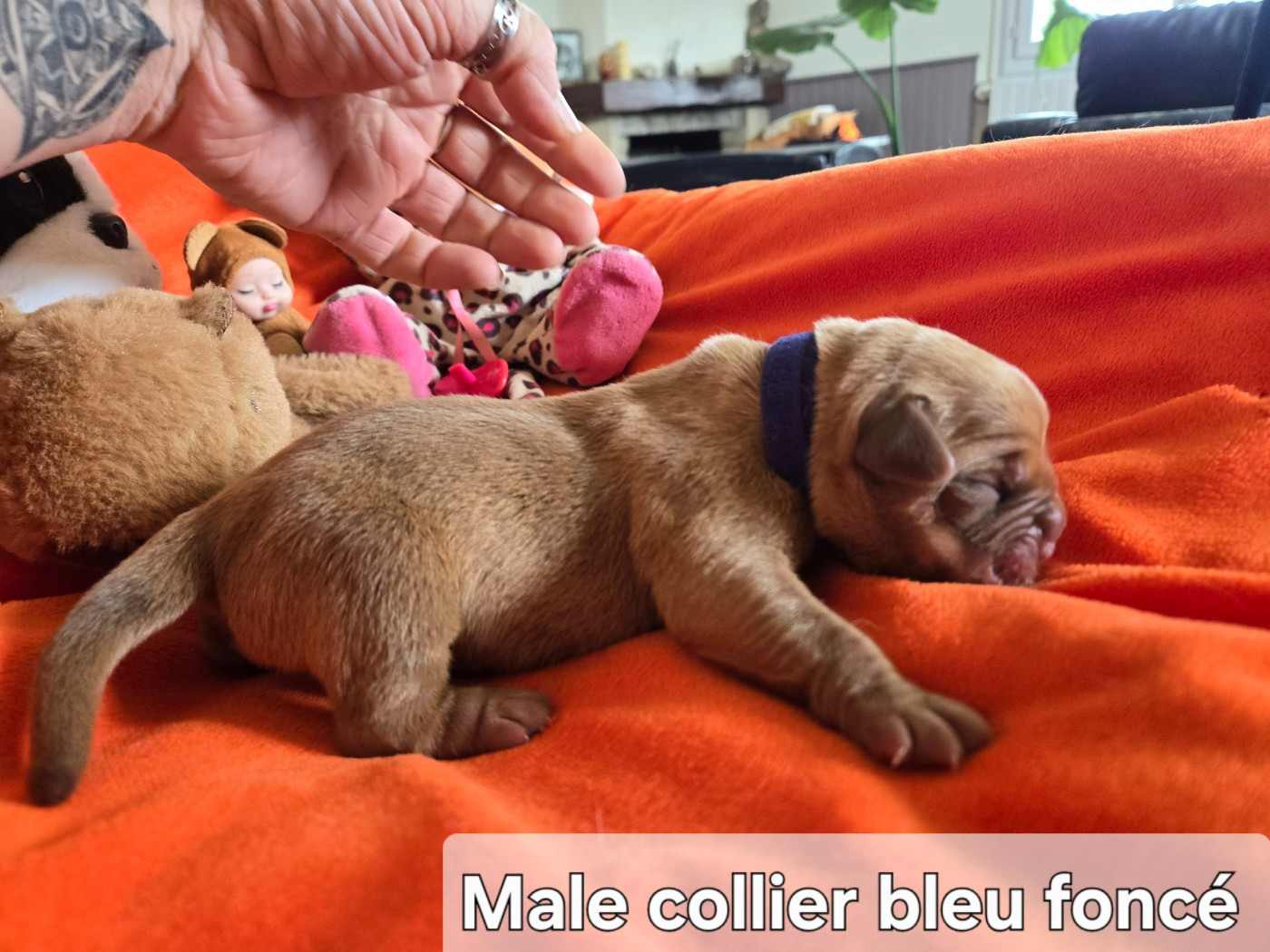 De L'Elite Royal Dog - Chiots disponibles - Dogue de Bordeaux