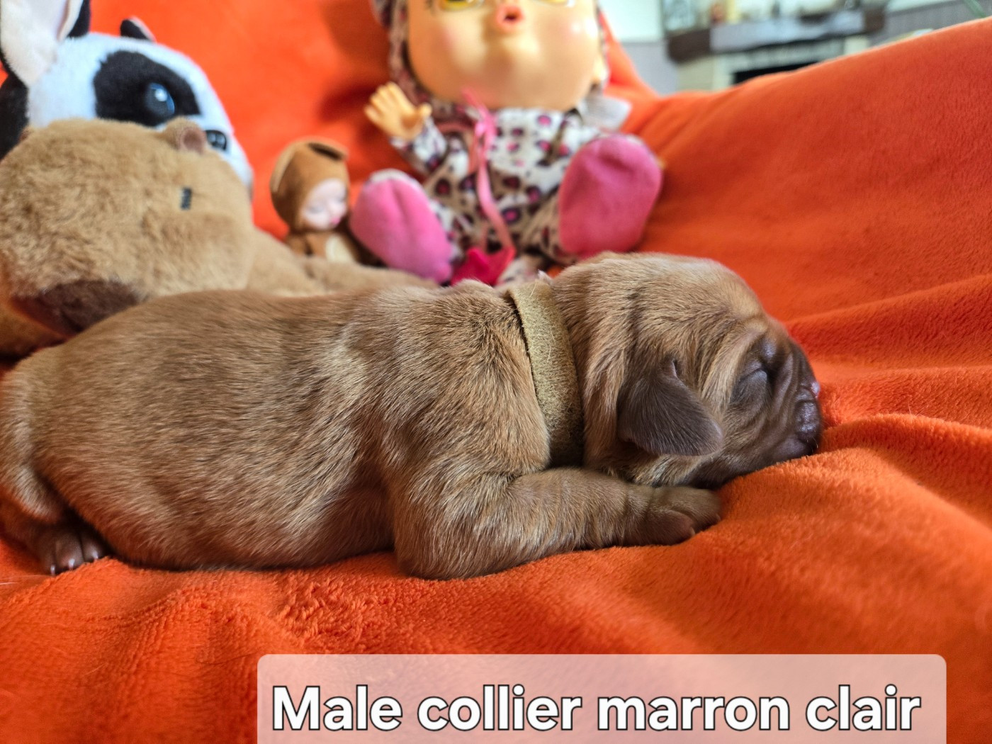 De L'Elite Royal Dog - Chiots disponibles - Dogue de Bordeaux