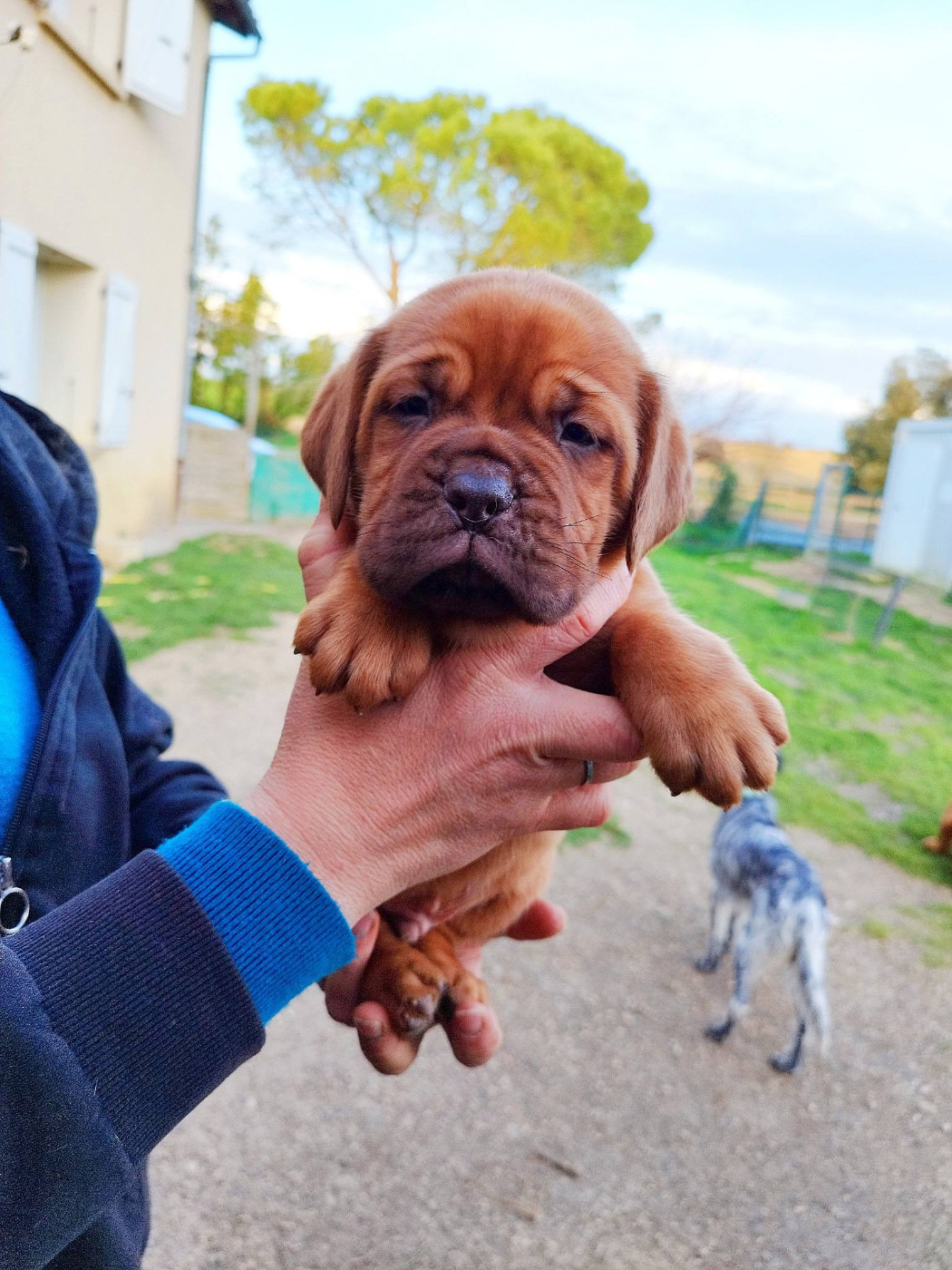 De L'Elite Royal Dog - Chiots disponibles - Dogue de Bordeaux