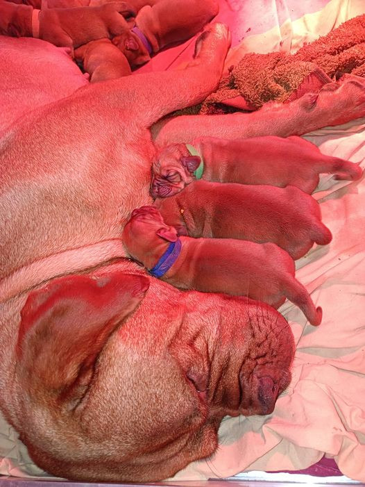 Chiot Dogue de Bordeaux De L'Elite Royal Dog