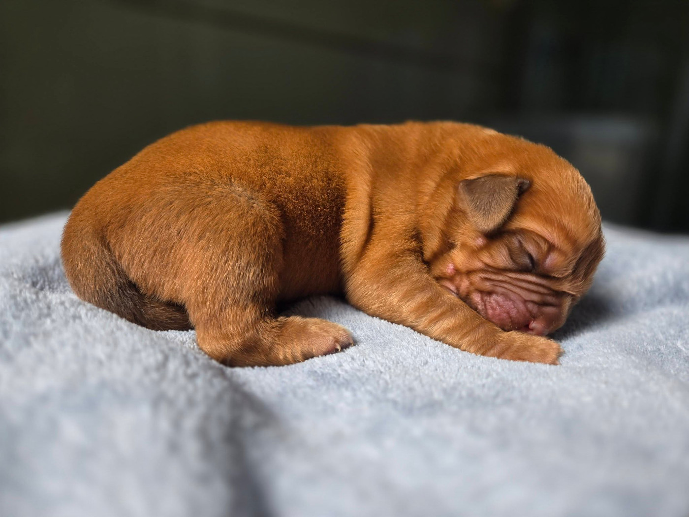 De L'Elite Royal Dog - Chiots disponibles - Dogue de Bordeaux