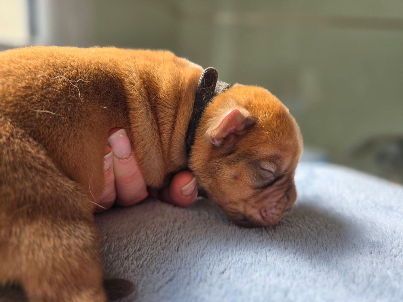 De L'Elite Royal Dog - Chiots disponibles - Dogue de Bordeaux