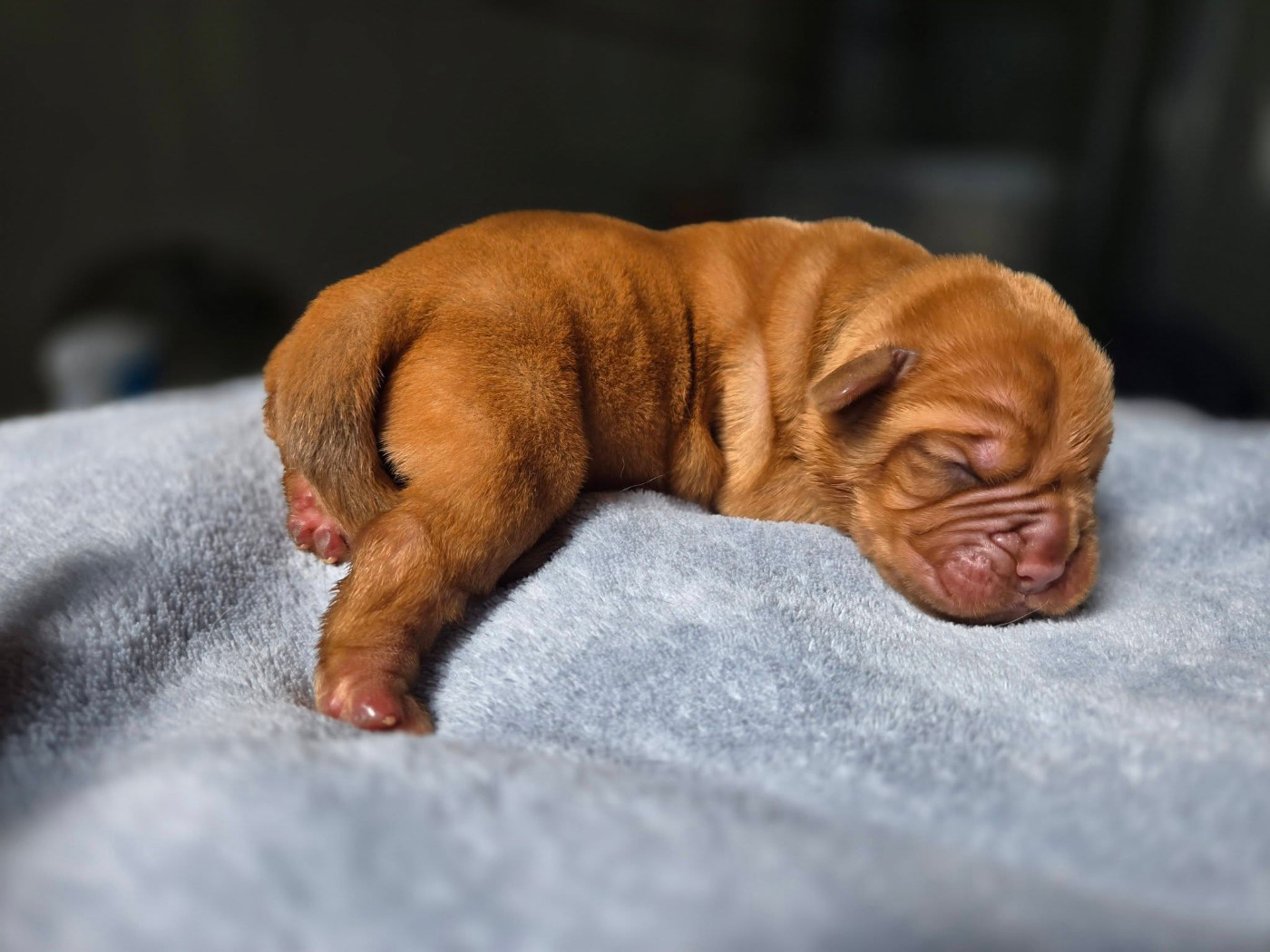 De L'Elite Royal Dog - Chiots disponibles - Dogue de Bordeaux