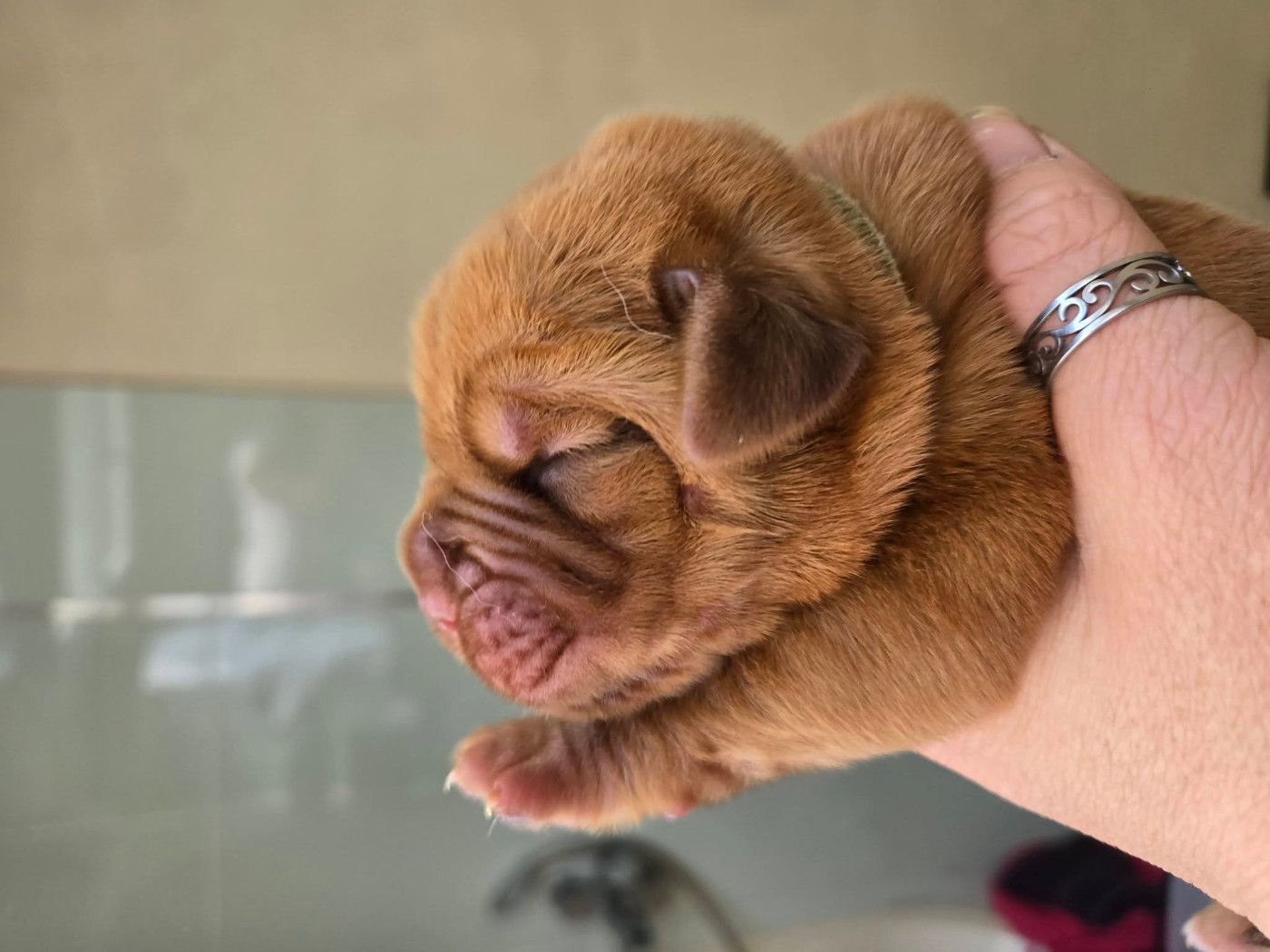 De L'Elite Royal Dog - Chiots disponibles - Dogue de Bordeaux