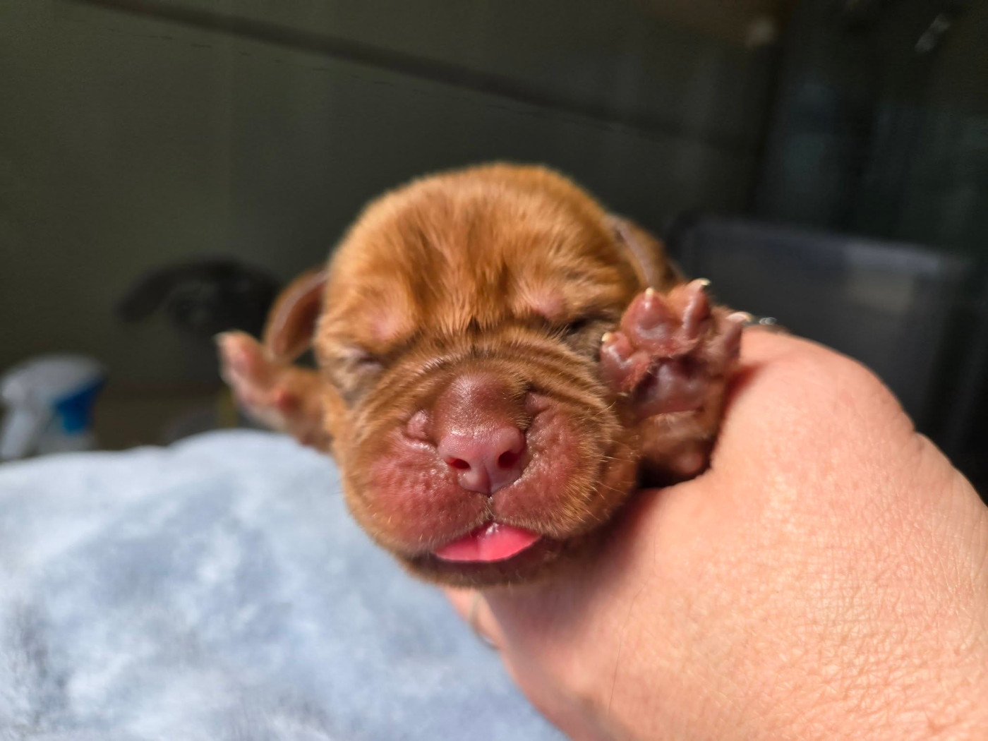 De L'Elite Royal Dog - Chiots disponibles - Dogue de Bordeaux