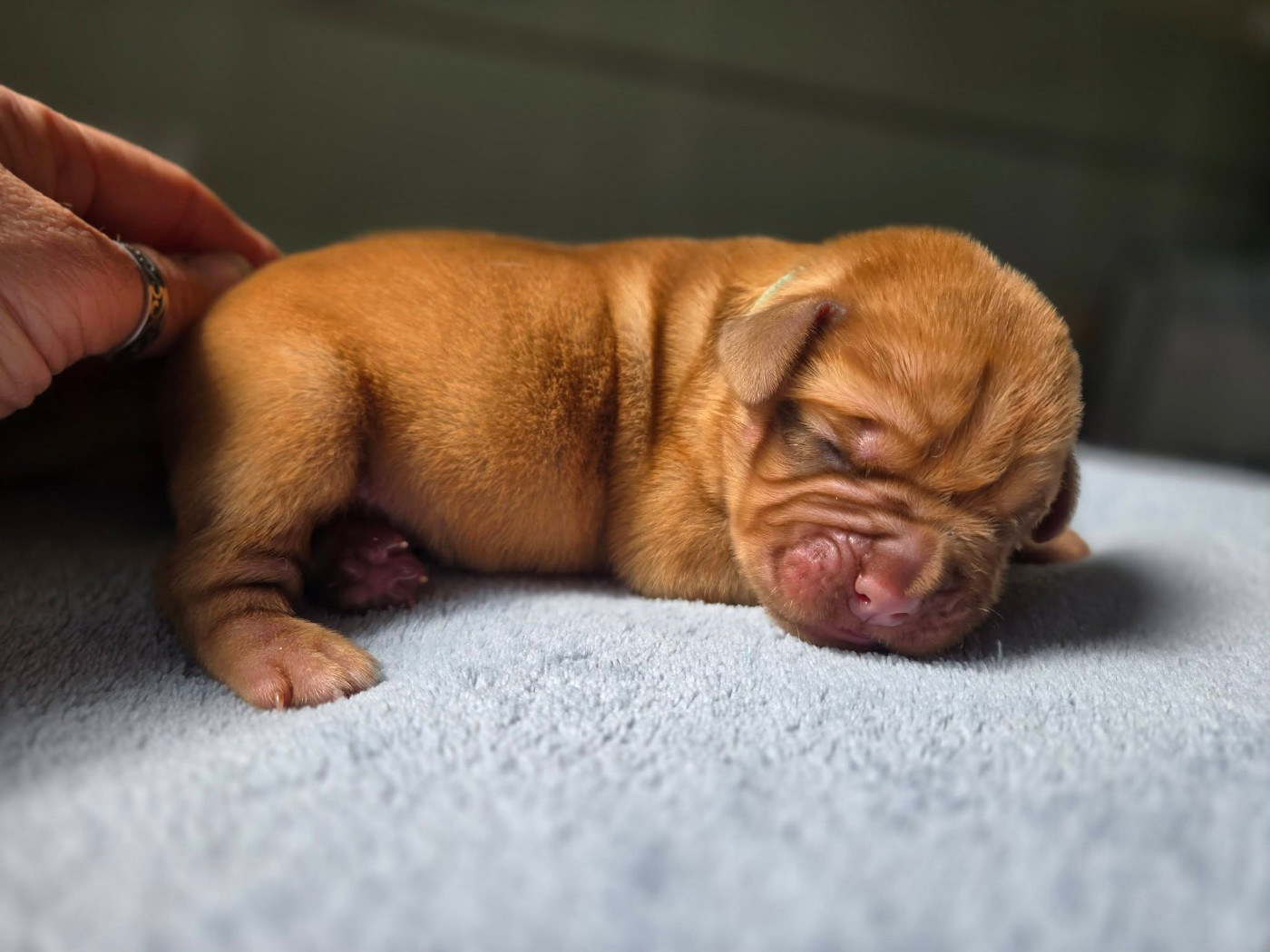 De L'Elite Royal Dog - Chiots disponibles - Dogue de Bordeaux