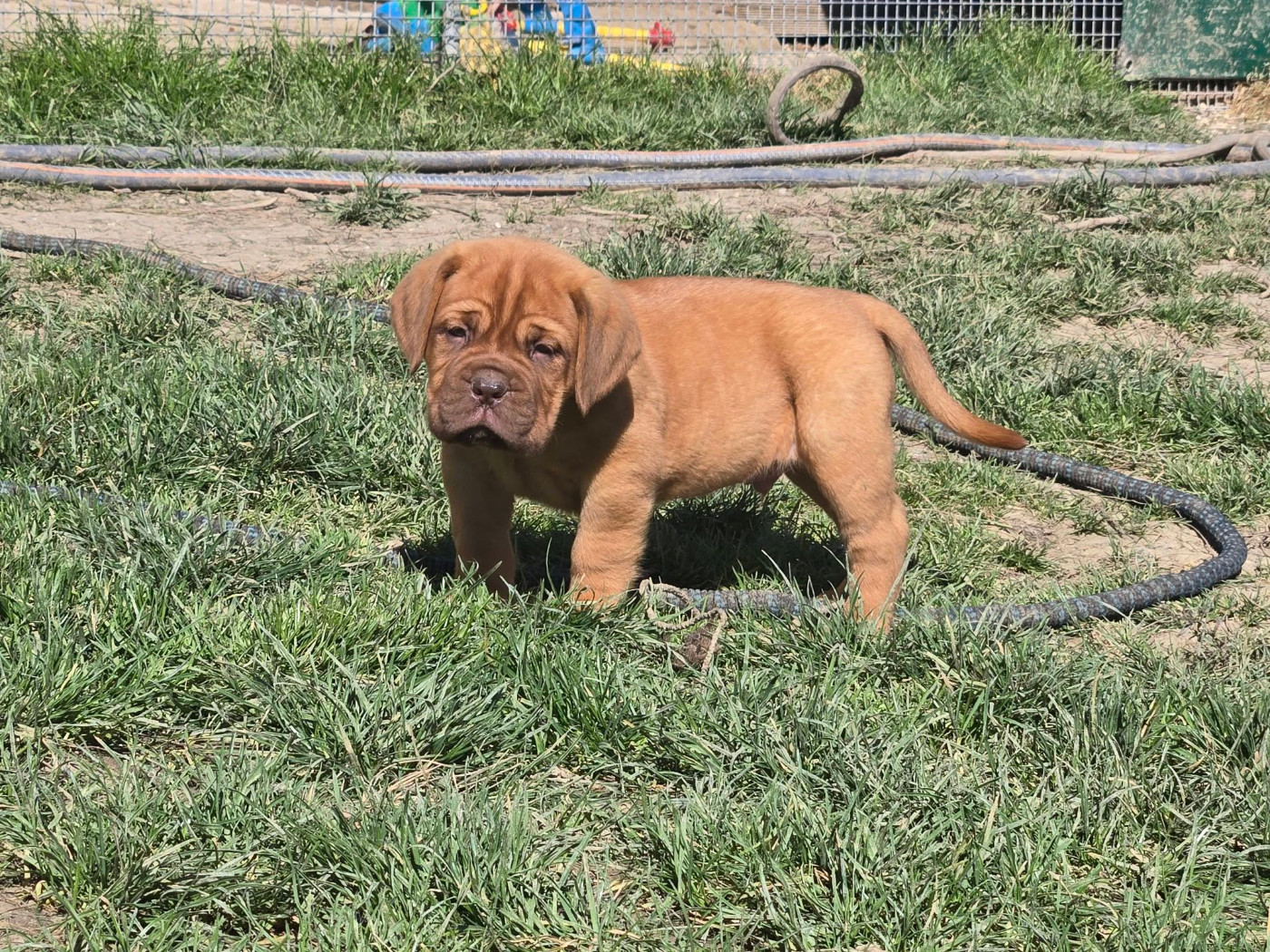 De L'Elite Royal Dog - Chiots disponibles - Dogue de Bordeaux