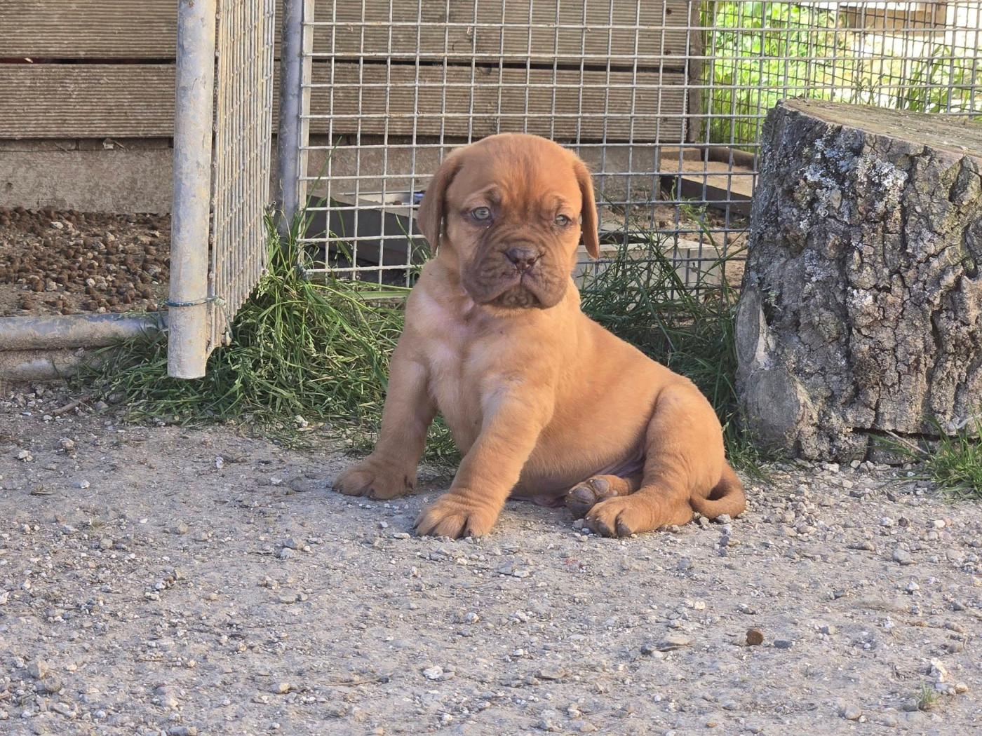 De L'Elite Royal Dog - Chiots disponibles - Dogue de Bordeaux
