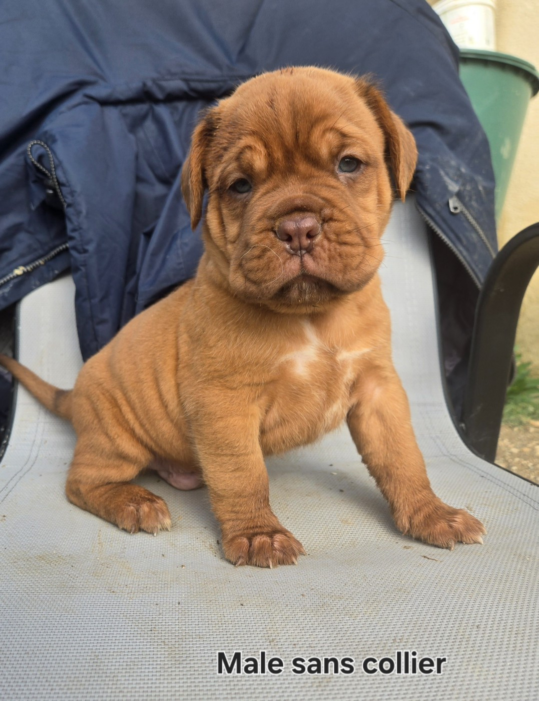 De L'Elite Royal Dog - Chiots disponibles - Dogue de Bordeaux