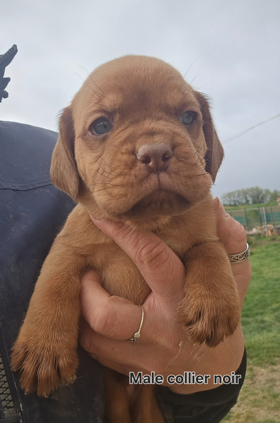 De L'Elite Royal Dog - Chiots disponibles - Dogue de Bordeaux