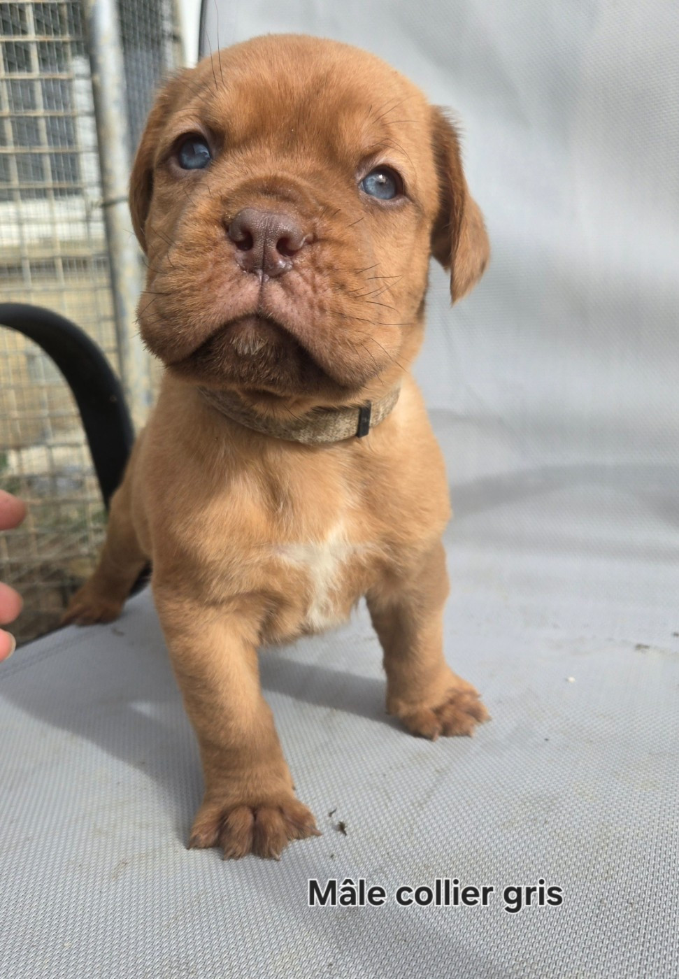 De L'Elite Royal Dog - Chiots disponibles - Dogue de Bordeaux