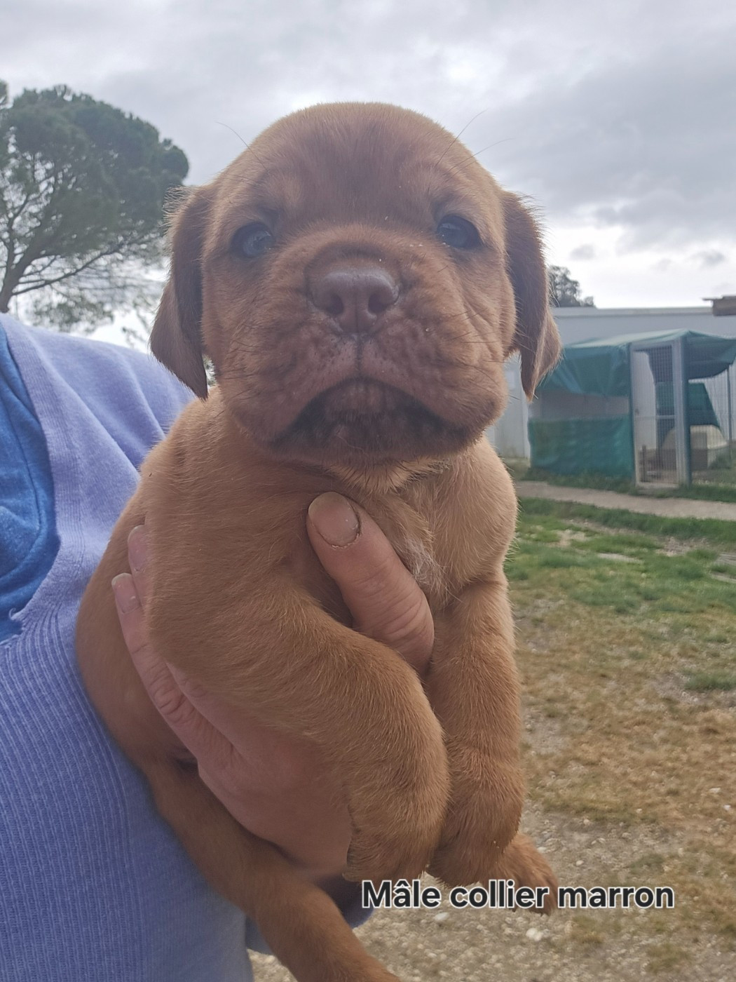 De L'Elite Royal Dog - Chiots disponibles - Dogue de Bordeaux