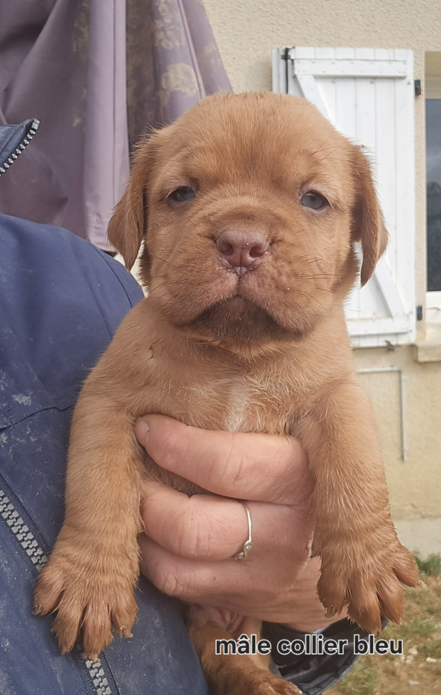 De L'Elite Royal Dog - Chiots disponibles - Dogue de Bordeaux