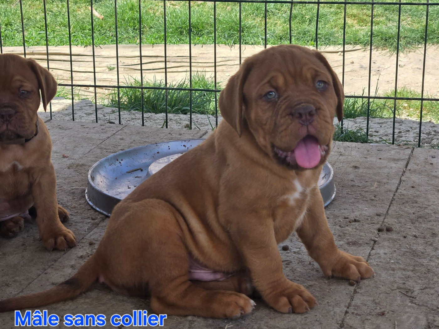 De L'Elite Royal Dog - Chiots disponibles - Dogue de Bordeaux