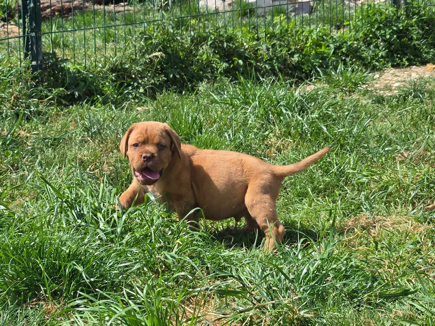 De L'Elite Royal Dog - Chiots disponibles - Dogue de Bordeaux