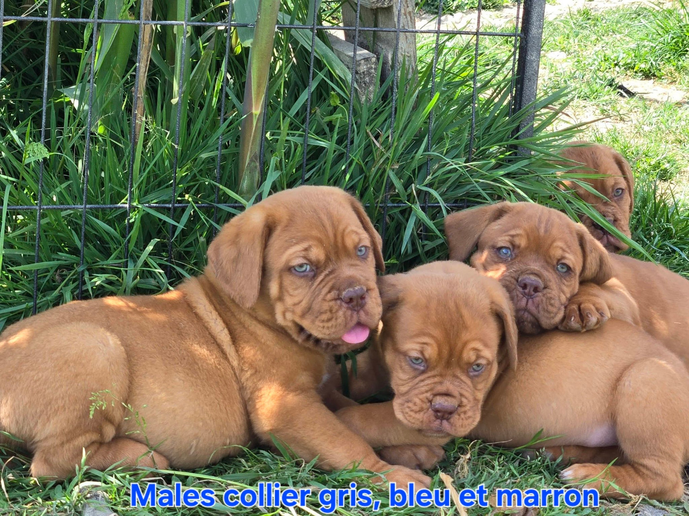 De L'Elite Royal Dog - Chiots disponibles - Dogue de Bordeaux