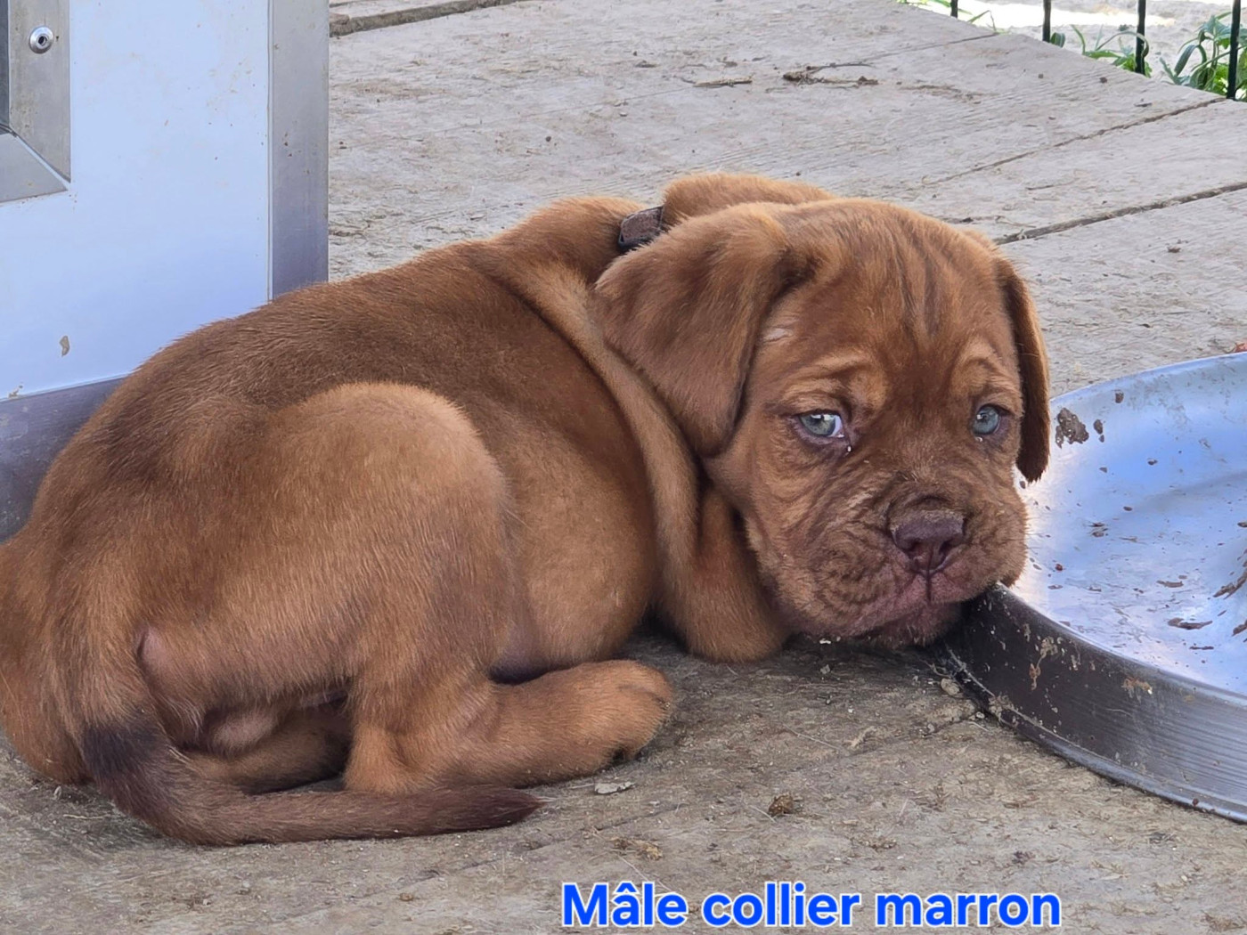 De L'Elite Royal Dog - Chiots disponibles - Dogue de Bordeaux
