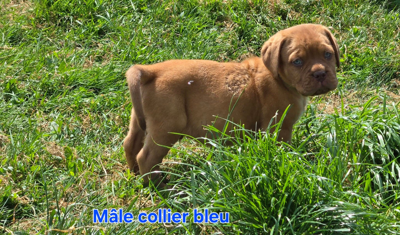 De L'Elite Royal Dog - Chiots disponibles - Dogue de Bordeaux