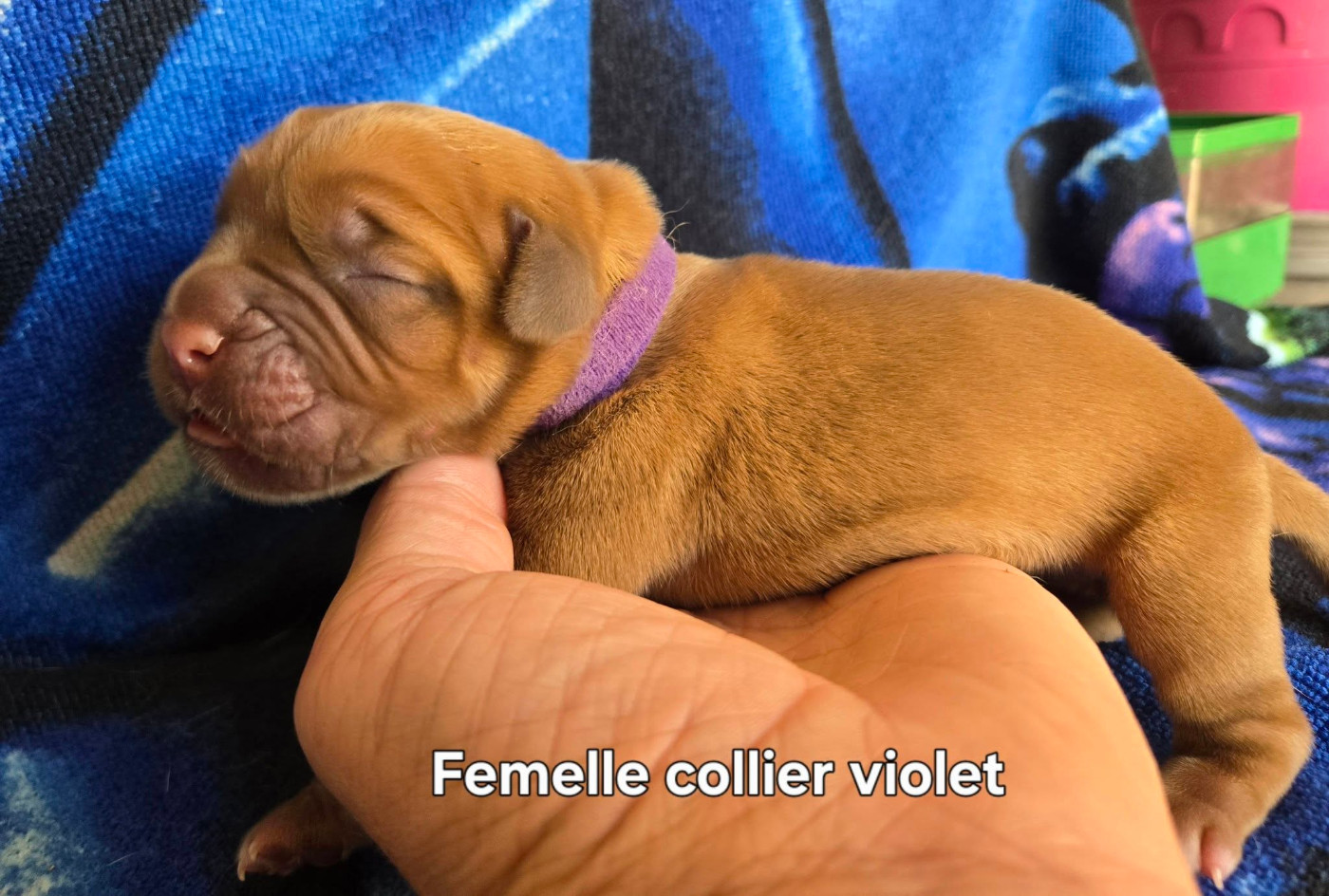 De L'Elite Royal Dog - Chiots disponibles - Dogue de Bordeaux
