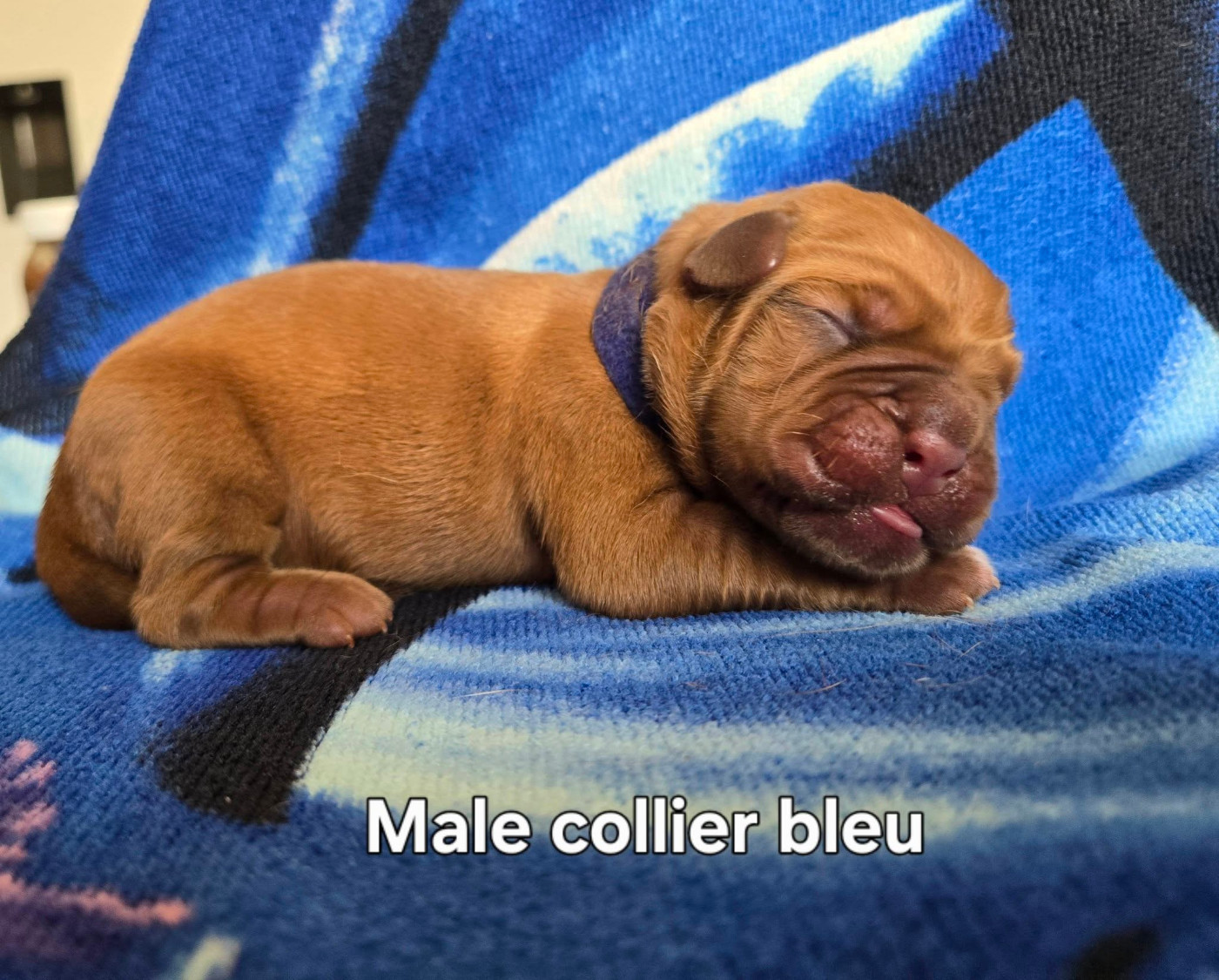 De L'Elite Royal Dog - Chiots disponibles - Dogue de Bordeaux